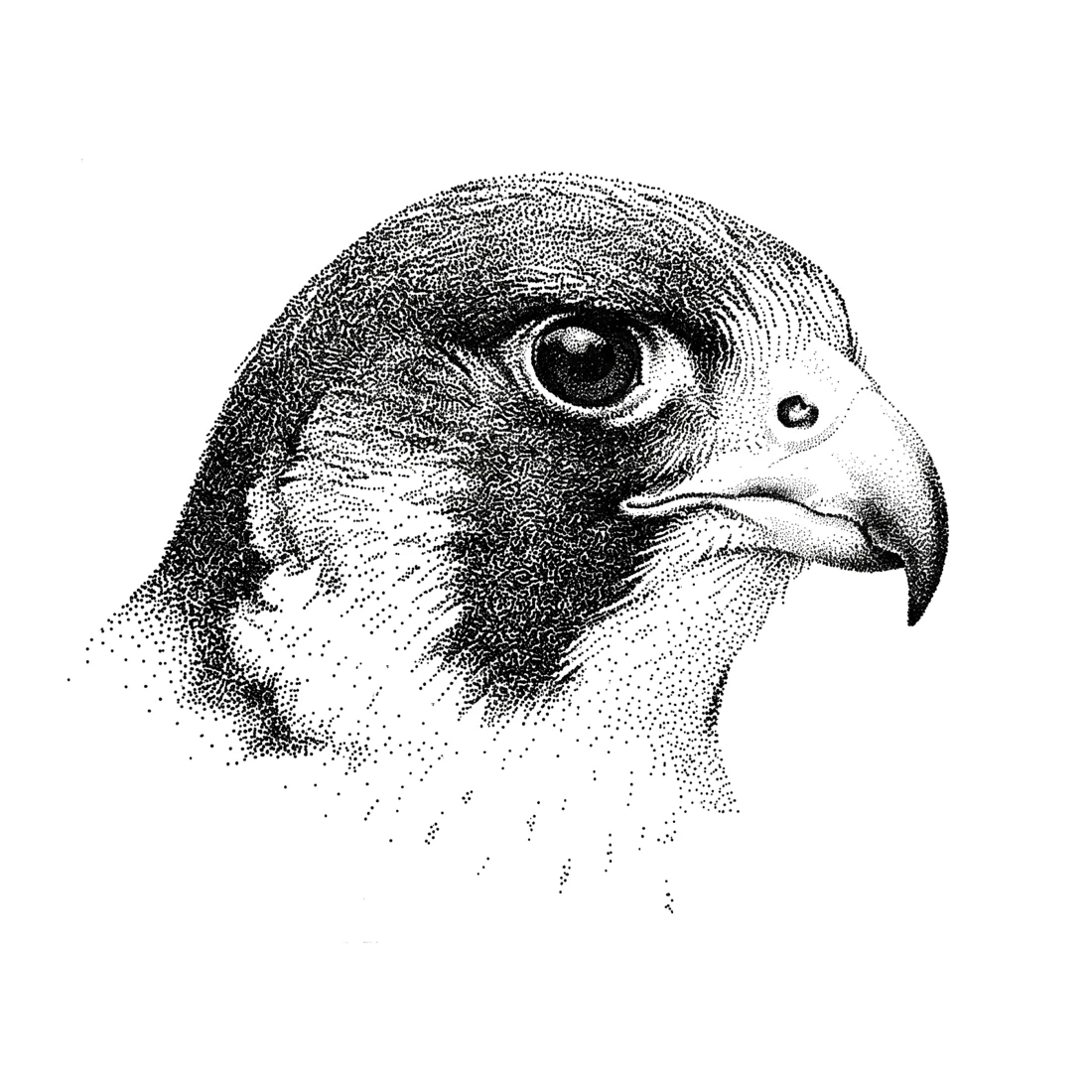 Halcón a tinta en puntillismo, emblema de visión y precisión — creactia